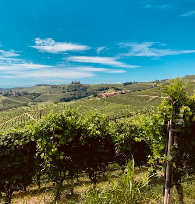 Mastering the Essence: Experience Fine Art of Wine Tasting and Truffle Hunting-Extended
