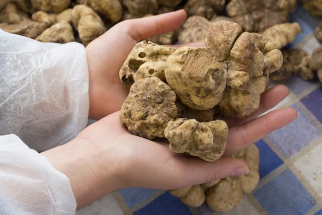 Mastering the Essence: Experience Fine Art of Wine Tasting and Truffle Hunting-Extended