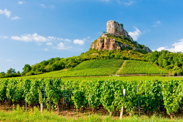 Mastering the Essence: Experience Fine Art of Wine Tasting and Truffle Hunting